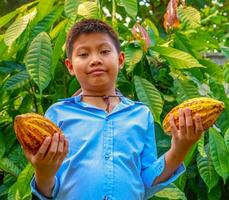 agricoltura giallo maturo cacao baccelli nel il mani di un' ragazzo contadino, raccolto nel un' cacao piantagione foto