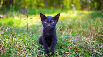 un' carino nero nativo tailandese gattino passeggiate su erba all'aperto nel il parco nel il luce del sole mattina. foto