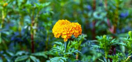 calendula fiori nel un' campo su un' giorno senza il sole agricolo campo con fioritura giallo fiori di calendula nel il campagna foto