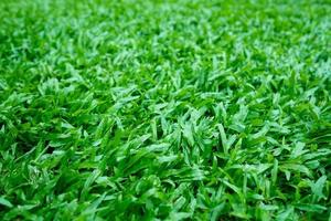 sfondo di erba verde, campo da calcio foto