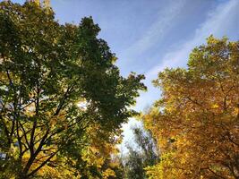 autunno foresta sfondo. luminosa alberi nel il autunno foto