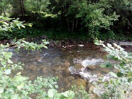 fiume di montagna nel bosco foto