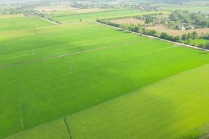 riso del campo con il fondo della natura del modello verde del paesaggio foto