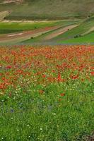 castelluccio di norcia e la sua natura fiorita foto