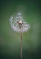 romantico seme di fiore di tarassaco nella stagione primaverile foto