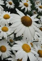 romantico fiore margherita bianca nel giardino nella stagione primaverile foto