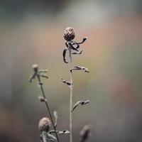 piante da fiore secco nella natura nella stagione autunnale foto