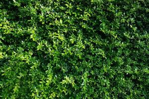 sfondo del muro di foglie verdi, sfondo della natura del muro di foglie foto