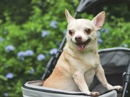 Marrone corto capelli chihuahua cane in piedi nel animale domestico passeggino nel il giardino con viola fiori e verde sfondo. sorridente felicemente. foto