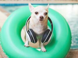 corto capelli chihuahua cane indossare cuffie in giro collo, in piedi nel verde nuoto squillare o gonfiabile di il nuoto piscina, guardare a telecamera. foto