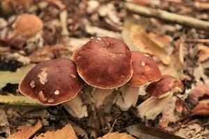 mazzo di boletus edulis nel il boschi foto