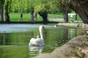 carino acqua uccello a Locale pubblico del parco lago di bedford città di Inghilterra grande Gran Bretagna, UK. Immagine era catturato su aprile 22, 2023 foto