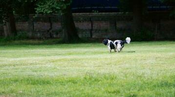 carino animale domestico cane è in posa nel un' Locale pubblico parco di Londra città di Inghilterra grande Gran Bretagna UK, Maggio 23, 2023 foto