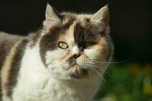 carino persiano gatto è in posa nel un' casa giardino a luton cittadina di Inghilterra UK foto