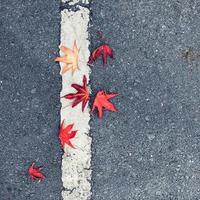 foglia secca sul terreno nella stagione autunnale foto