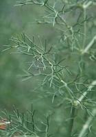 foglie di piante verdi nella stagione primaverile sfondo verde foto