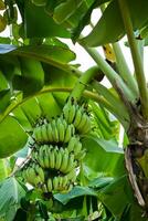 Banana albero con frutta foto