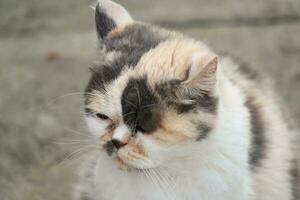 persiano razza gatto è in posa nel un' casa giardino a luton cittadina di Inghilterra UK foto