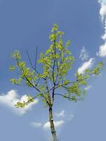 estate albero nel il sole raggi foto