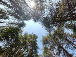 verde foresta sfondo. natura e sole travi foto