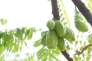 averrhoa bilimbi su albero per raccogliere foto