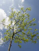 estate albero nel il sole raggi foto