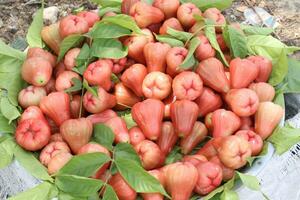 acquoso rosa Mela su albero per raccogliere foto