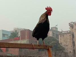 Gallo pollo su azienda agricola per raccogliere foto