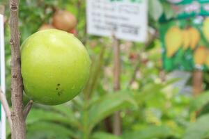 pouteria caimito frutta su albero nel azienda agricola foto