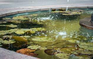 Visualizza di un' giardino stagno pieno con acquatico impianti sotto pioggia. acqua giglio foto