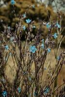 piccolo blu lino fiorire fiori su selvaggio campo concetto foto. foto