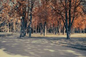 bellissimo paesaggio con autunno alberi e sentiero nel soleggiato parco. foto