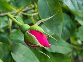 germoglio di un' rosso rosa. rosa fiore. floreale sfondo per saluto carta foto