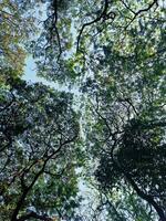 sfondo di verde alberi e le foglie e blu cielo foto