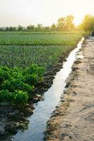 irrigazione canale pieno con acqua. acqua a partire dal un metropolitana bene è fornito per irrigazione un' Patata piantagione. europeo biologico agricoltura. agricoltura e agroalimentare. agronomia. inumidendo foto