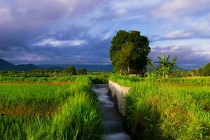 bellissimo mattina Visualizza Indonesia panorama paesaggio risaia i campi con bellezza colore e cielo naturale leggero foto