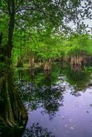 bellissimo mattina Visualizza Indonesia panorama paesaggio risaia i campi con bellezza colore e cielo naturale leggero foto