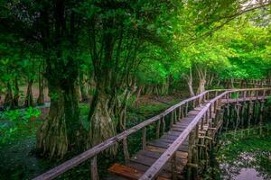 bellissimo mattina Visualizza Indonesia panorama paesaggio risaia i campi con bellezza colore e cielo naturale leggero foto