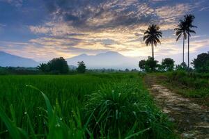 bellissimo mattina Visualizza Indonesia panorama paesaggio risaia i campi con bellezza colore e cielo naturale leggero foto