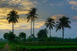 bellissimo mattina Visualizza Indonesia panorama paesaggio risaia i campi con bellezza colore e cielo naturale leggero foto