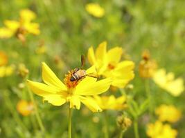ape e cosmo fiore. vicino su di miele ape su giallo fiore raccoglie nettare. d'oro miele ape su fiore polline, sfocato sfondo. selettivo messa a fuoco tiro di un' ape. foto