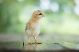un' piccolo bambino pollo in piedi su un' di legno pavimento foto
