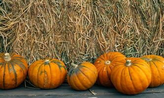 Halloween zucca su fieno balla sfondo foto