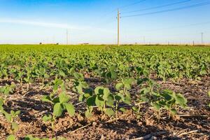 argentino campagna paesaggio con soia piantagione foto