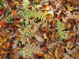 raccogliere di autunno le foglie foto