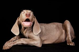 bellissimo verde con gli occhi Weimaraner cucciolo isolato su nero sfondo. foto