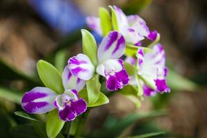 avvicinamento di uno di il bellissimo colombiano orchidee. il fiori Festival a partire dal medelln nel Colombia. orchidea appartenente per cattleya genere foto