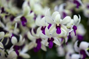 avvicinamento di uno di il bellissimo colombiano orchidee. il fiori Festival a partire dal medelln nel Colombia foto