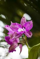 avvicinamento di uno di il bellissimo colombiano orchidee. il fiori Festival a partire dal medelln nel Colombia. orchidea appartenente per cattleya genere foto