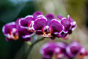 avvicinamento di uno di il bellissimo colombiano orchidee. il fiori Festival a partire dal medelln nel Colombia foto